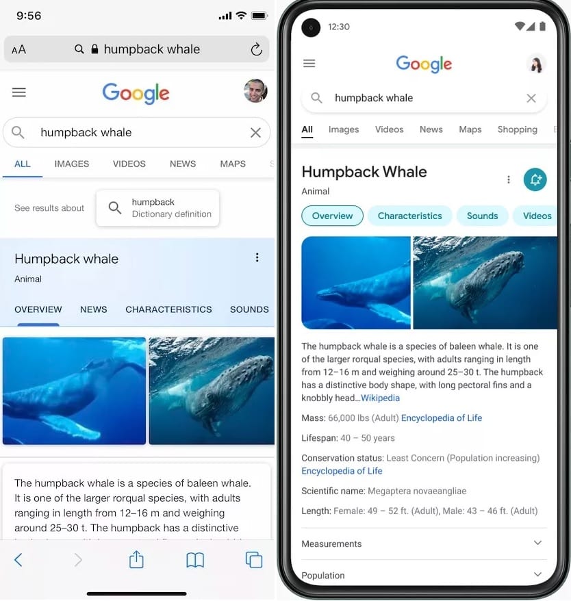 google search whale