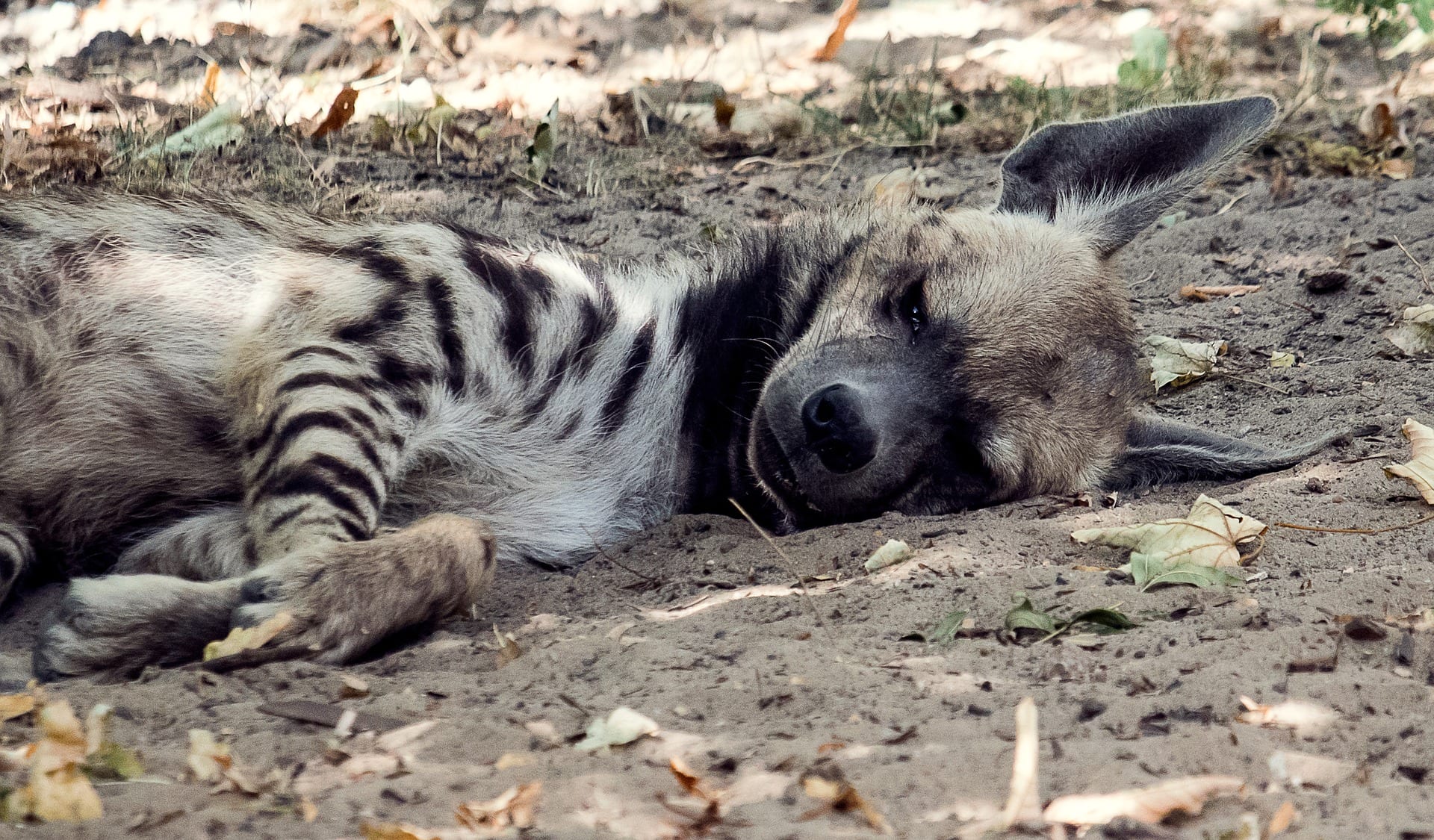 Le iene poco stressate hanno più possibilità di cuccare le femmine