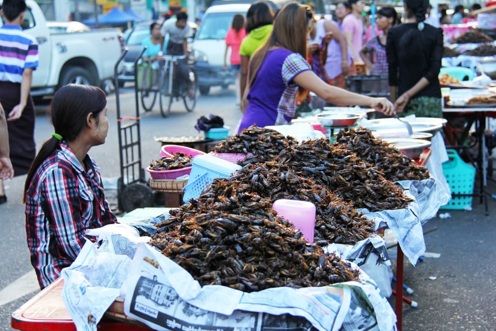 scarafaggi fritti birmania