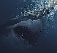 Great White: l’adrenalinico trailer del film australiano sugli squali