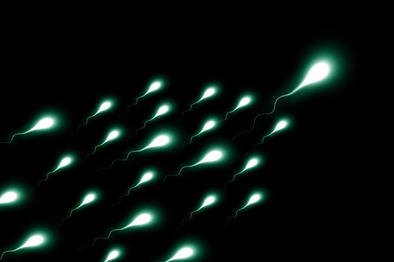 Spermatozoi: nei topi una variante genetica impedisce di giungere alla meta