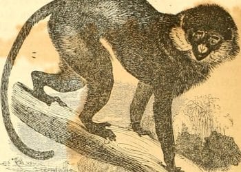 Scimmie Cercopithecus: le femmine attirano i maschi per scacciare i predatori