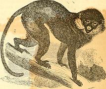 Scimmie Cercopithecus: le femmine attirano i maschi per scacciare i predatori