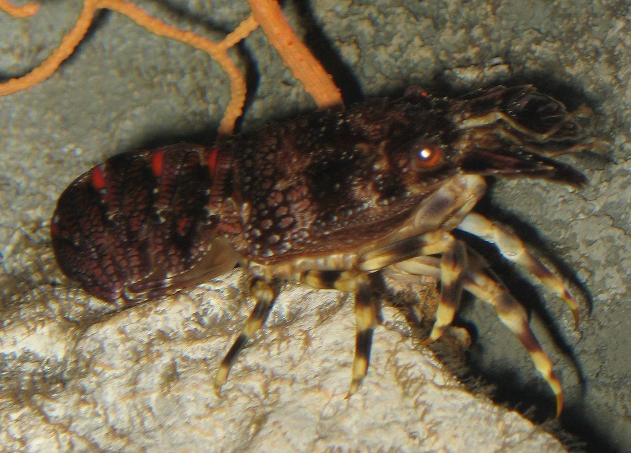 Gli occhi delle cicale di mare ispirano i sensori ottici di domani