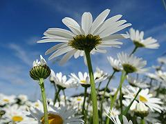 Cielo di marzo: con l’equinozio arriva la primavera