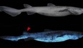 Scovati degli squali luminescenti nelle profondità oceaniche