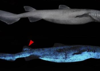 Scovati degli squali luminescenti nelle profondità oceaniche