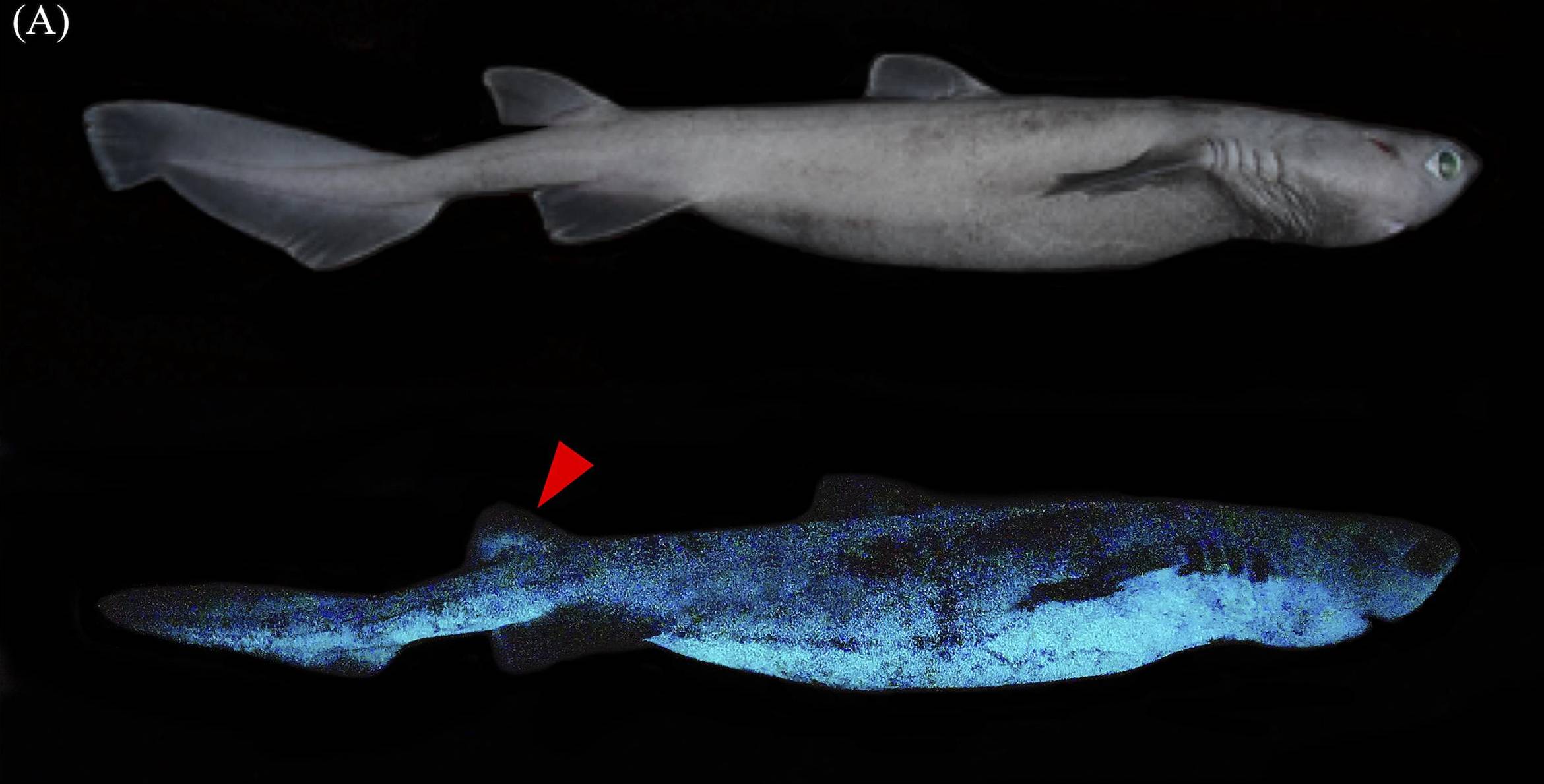 Scovati degli squali luminescenti nelle profondità oceaniche