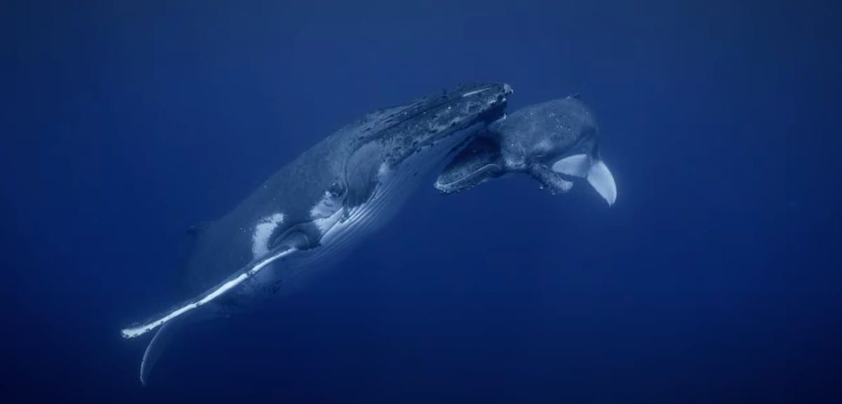 I segreti delle balene: il trailer del documentario National Geographic