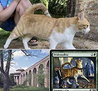 Magic The Gathering: il gatto di Lucca che ha ispirato una carta di Karl Kopinski