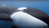 secrets-of-the-whales-disney
