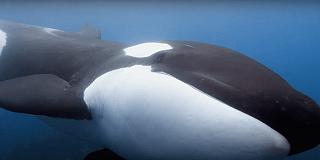 Secrets of the Whales: il trailer della docuserie di James Cameron