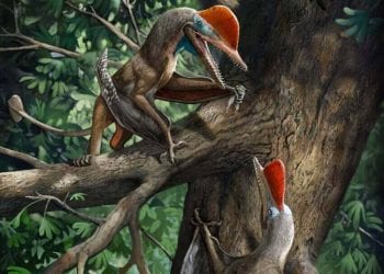 Scoperte le creature più antiche con il pollice opponibile, sono degli pterosauri
