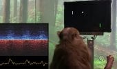 Neuralink, i test sulla scimmia non hanno stupito tutti