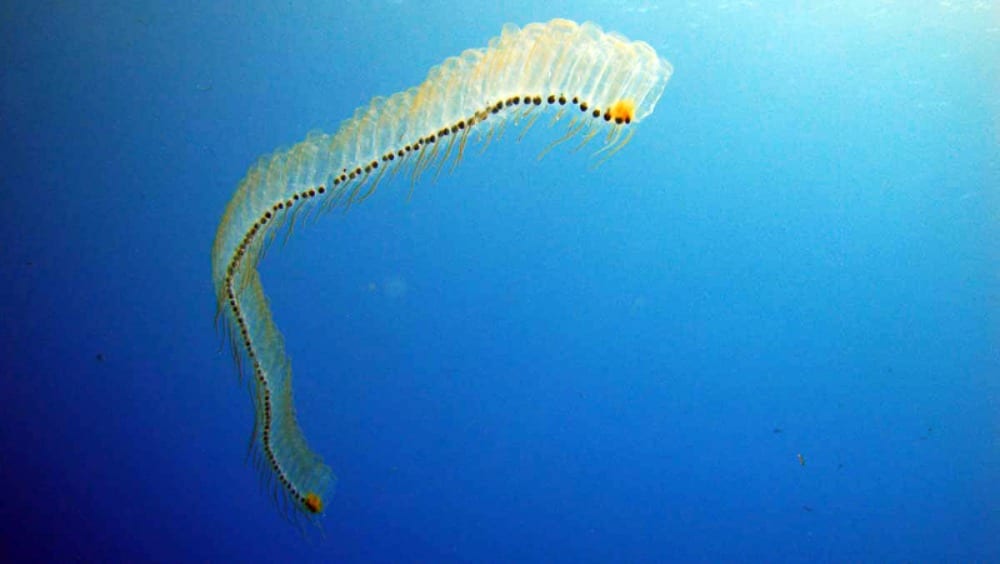 Creature di gelatina sconfiggono due centrali nucleari