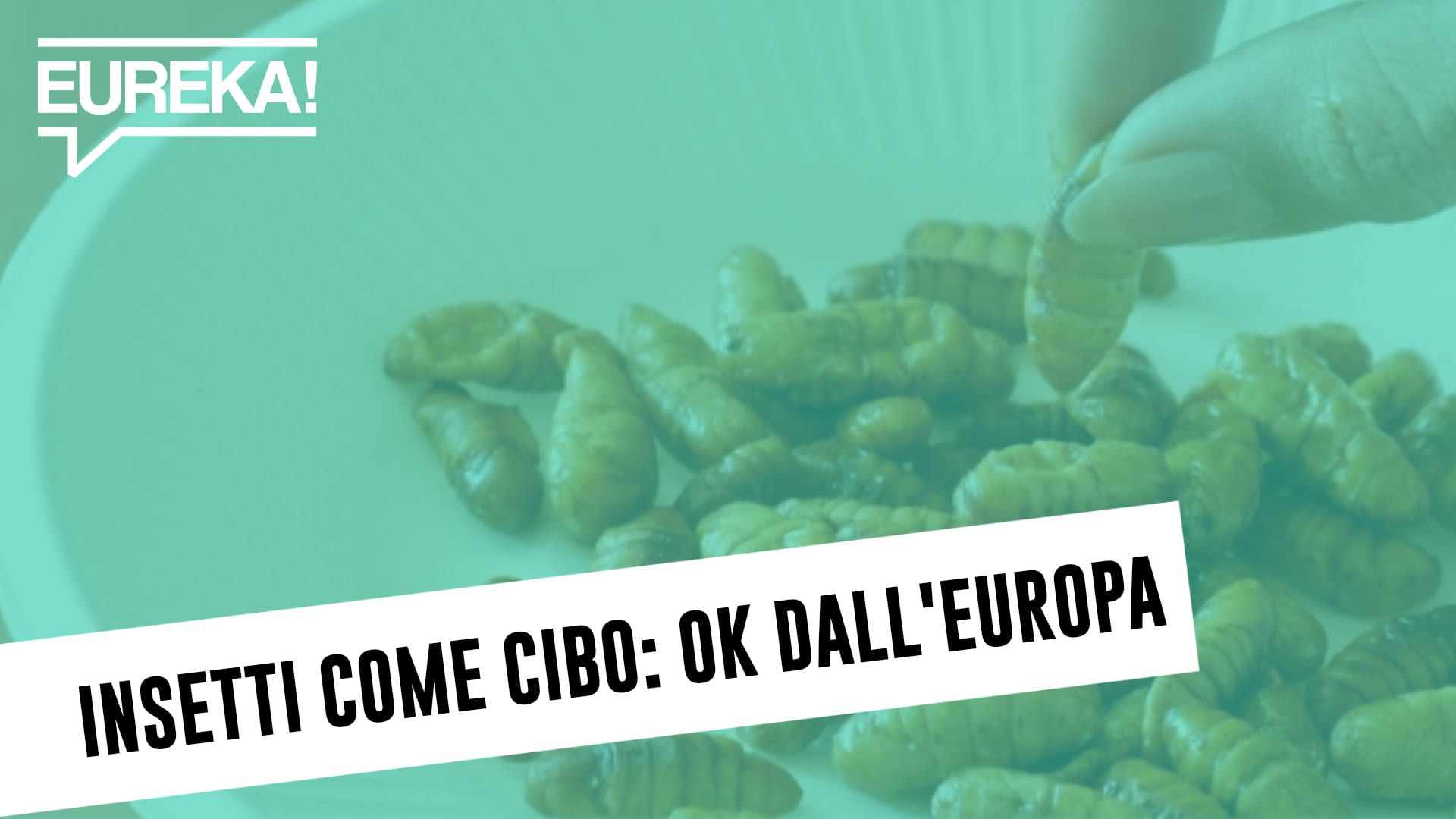 Insetti come cibo: ok dell’UE alle tarme della farina! #InCinqueMinuti