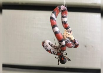 Ragni che mangiano serpenti velenosi: una foto e uno studio lo dimostrano