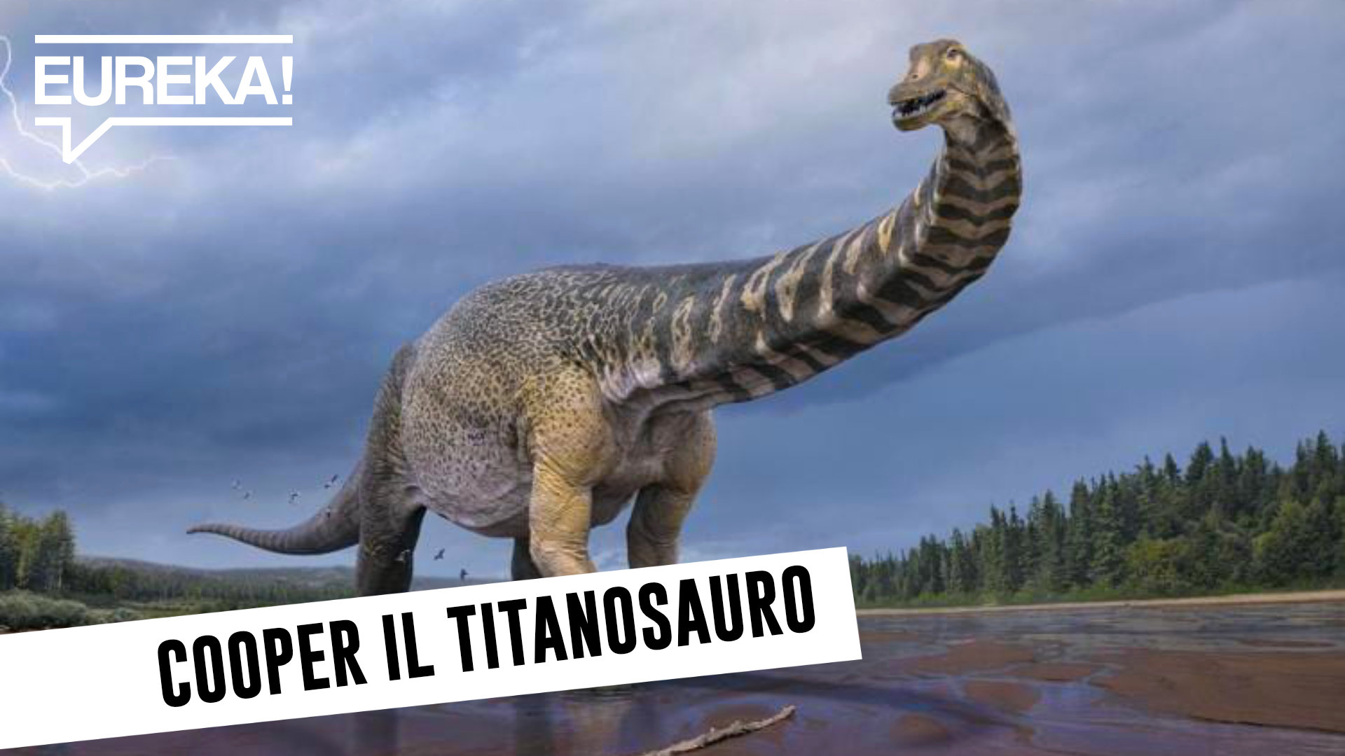 Dinosauri GROSSI: dall’Australia arriva Cooper, il titanosauro