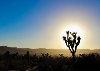 Riscaldamento Globale: la vita vegetale sta scomparendo dai deserti