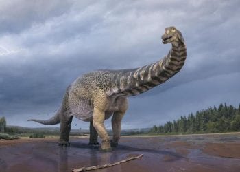 Dinosauri, classificato il più grande esemplare dell'Australia