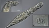 Gli scienziati hanno risvegliato una creatura ibernata da 24.000 anni