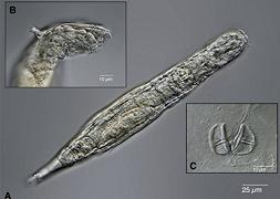 Gli scienziati hanno risvegliato una creatura ibernata da 24.000 anni