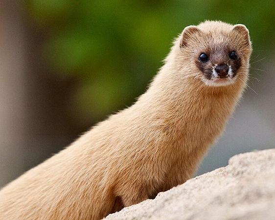 Siberian_Weasel