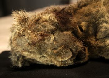Siberia: trovato un cucciolo di leone dopo 28.000 anni nel permafrost