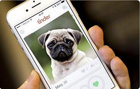 Un rifugio per animali tedesco ha scelto Tinder per dare in adozione cani e gatti, sta funzionando