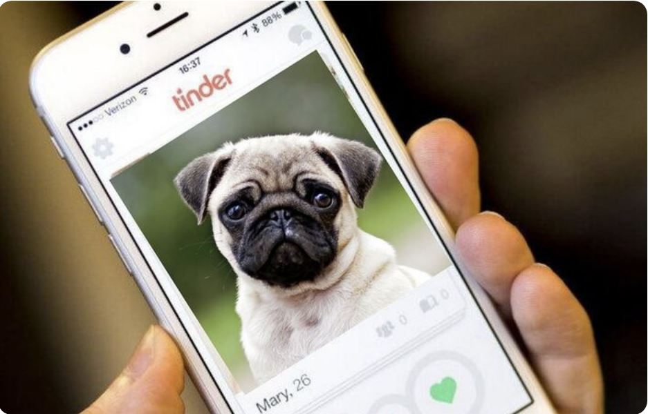 Un rifugio per animali tedesco ha scelto Tinder per dare in adozione cani e gatti, sta funzionando