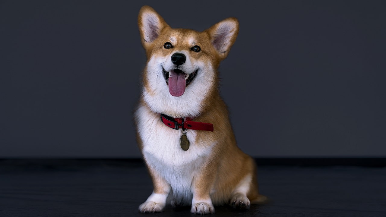 Cowboy Bebop: un video dedicato all’adorabile Ein