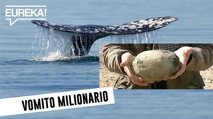 Vomito di balena da 1 milione di euro