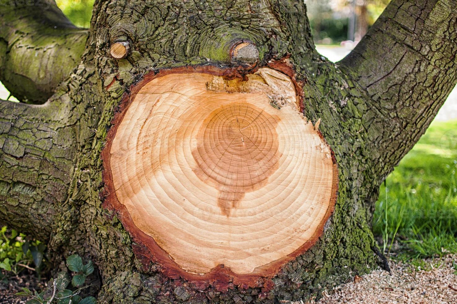 Perché il Legno è Anisotropo? Ecco Come Funziona un Albero