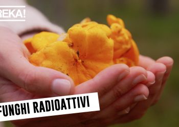 Funghi Radioattivi? La Svizzera solleva dubbi su Chernobyl