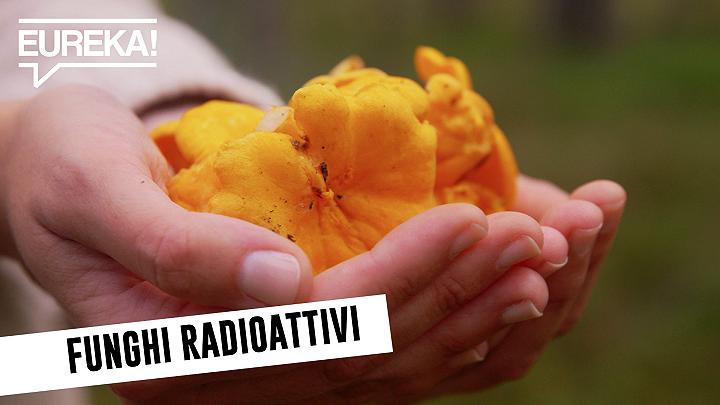 Funghi Radioattivi? La Svizzera solleva dubbi su Chernobyl