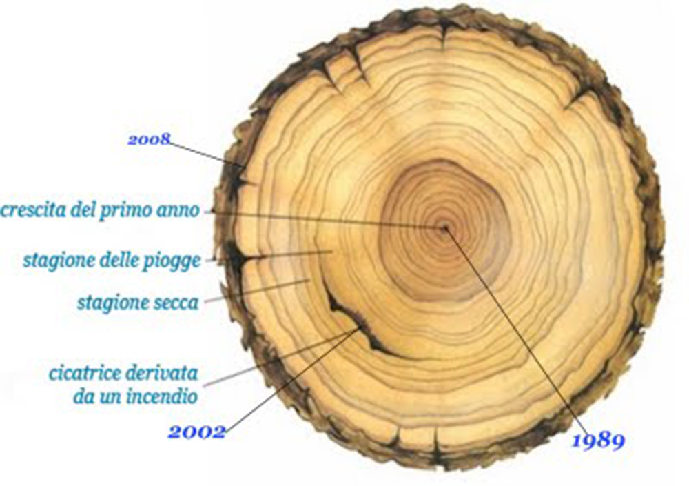 Perché il Legno è Anisotropo? Ecco Come Funziona un Albero