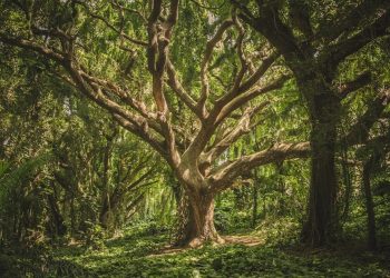 L’età degli alberi
