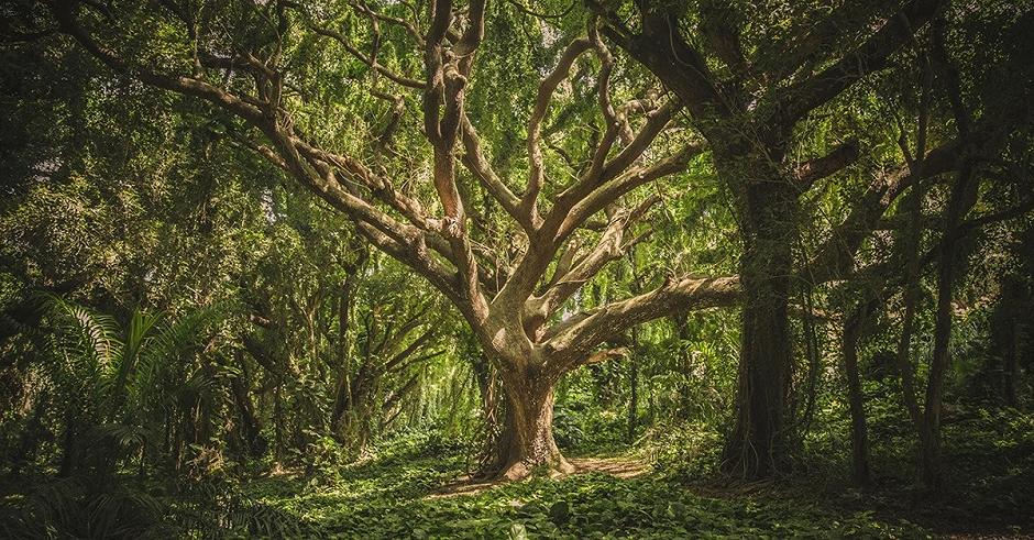 L’età degli alberi