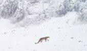 La pantera delle nevi: in arrivo il docufilm con le musiche di Warren Ellis e Nick Cave