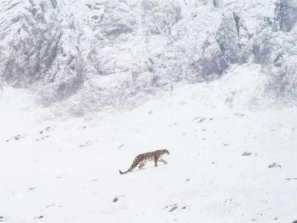 La pantera delle nevi: trailer italiano del docufilm con le musiche di Warren Ellis e Nick Cave