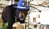 Cocaine Bear: il film sull'orso che ingioiò 30 chili di cocaina uscirà febbraio 2023