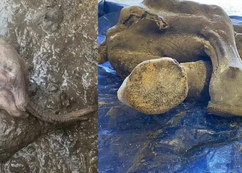 Mammut, ritrovato cucciolo di 30.000 anni in ottime condizioni