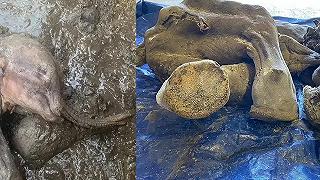 Mammut, ritrovato cucciolo di 30.000 anni in ottime condizioni