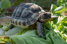 Le tartarughe frenano e spengono l’invecchiamento