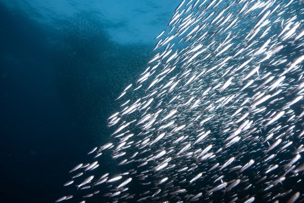 Acciughe: perché piovono a San Francisco?