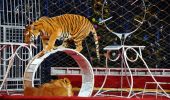 tigre al circo