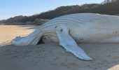 Balena bianca spiaggiata in Australia, non è la nota Migaloo