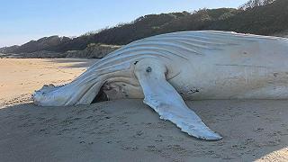 Balena bianca spiaggiata in Australia, non è la nota Migaloo