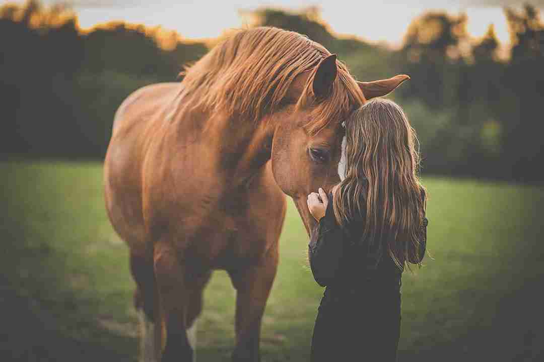 bambina e cavallo