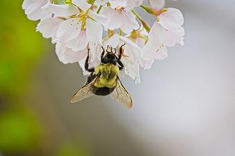 I bombi: in California scompaiono alcune specie